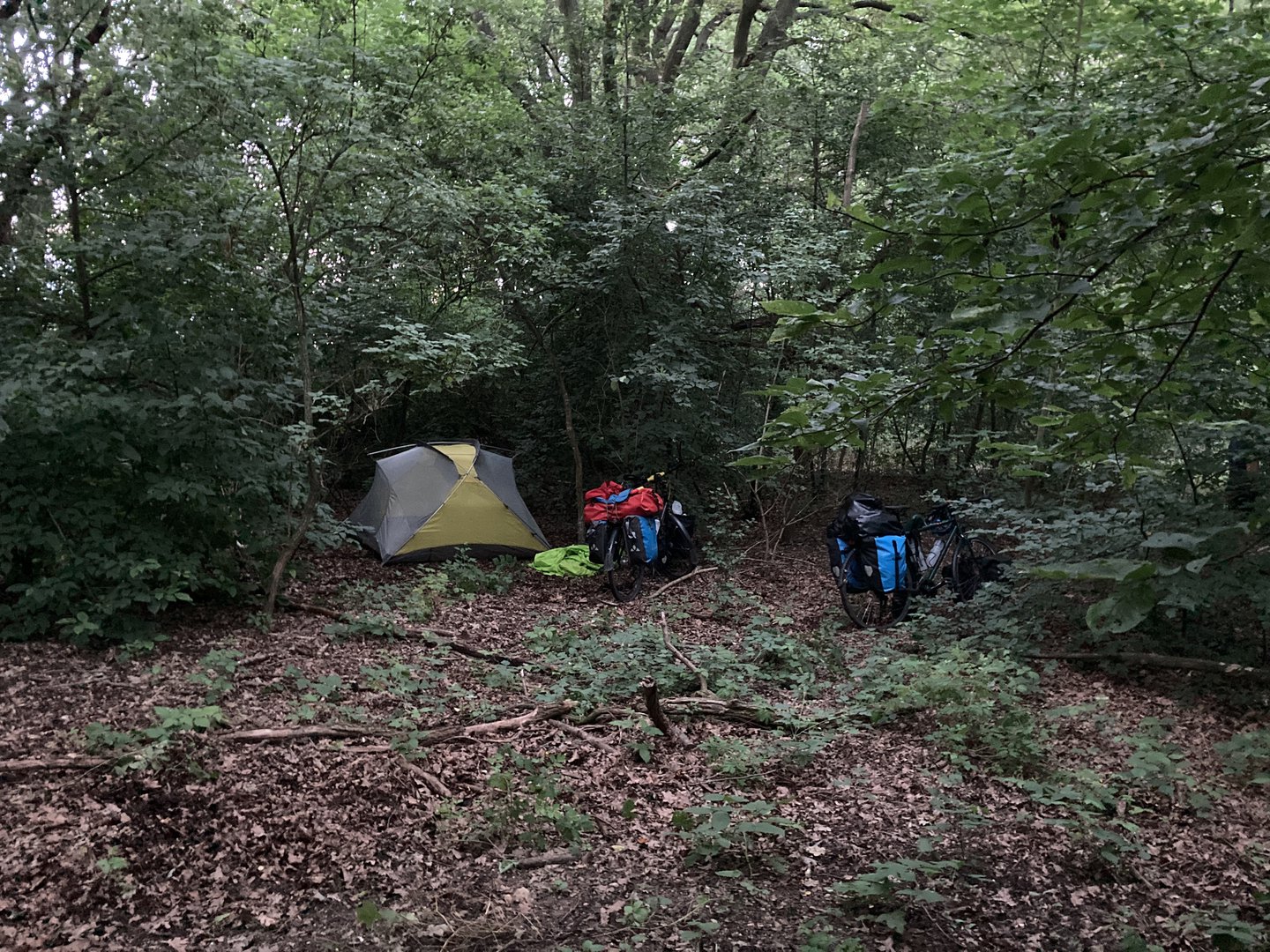 Schlafspot bei den Wildschweinen