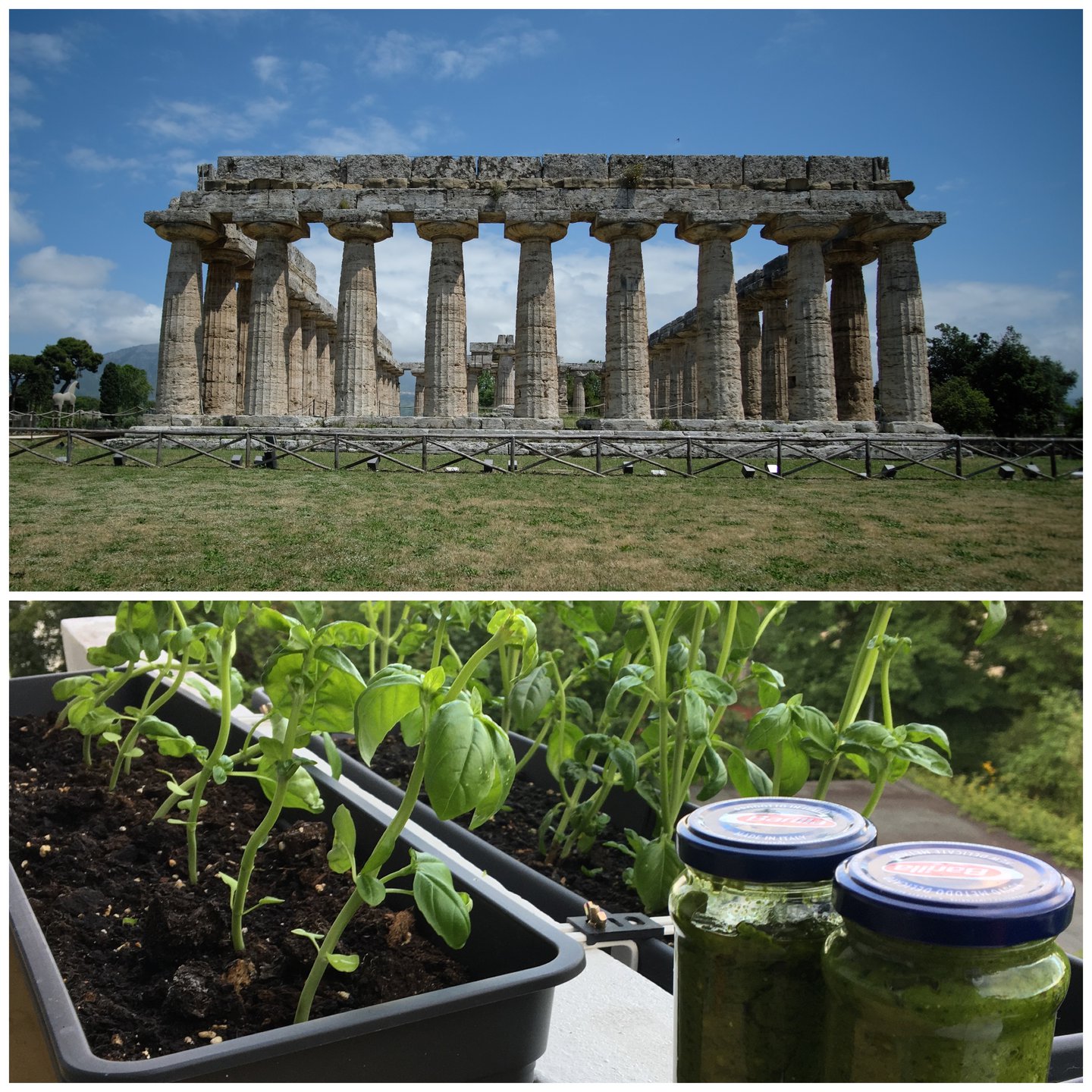 Oben: Basilica in Paestum, Unten: Basilikum im Pesto